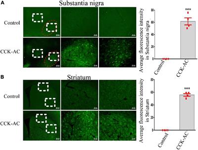 Neuroprotective Effects of a Cholecystokinin Analogue in the 1-Methyl-4-Phenyl-1,2,3,6-Tetrahydropyridine Parkinson’s Disease Mouse Model